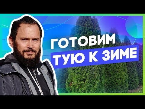 Видео: Туя: правильная обрезка. Как сделать, чтобы туя не развалилась под снегом?