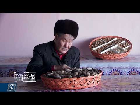 Видео: Ағзаны түрлі дәрумендерімен байытатын жаңғақ өнімі