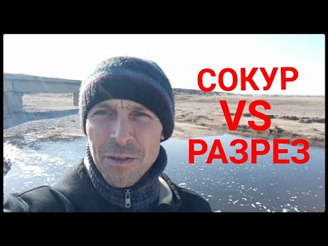 Видео: Сокур или Разрез. Где клюёт?