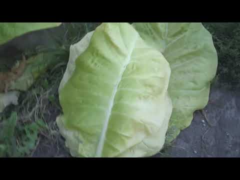 Видео: Пробная ломка Big Gem и прочее. 1-ая.часть.
