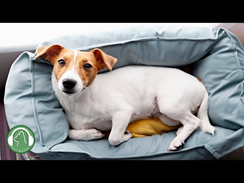 Видео: Расслабляющая музыка для скучающих собак!🐶10 часов
