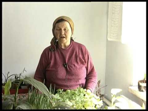 Видео: Как выращивать арахис на огороде? Рассада арахиса