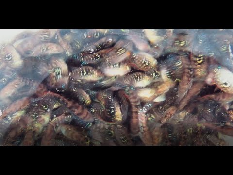 Видео: ВОТ ЗАЧЕМ ИХ БЕРУТ! В чём ИХ ценность!