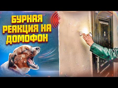 Видео: Бурная реакция на домофон (Один из способов)
