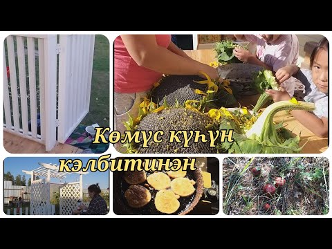 Видео: Күһүҥҥү күн 🍂🍄🌽