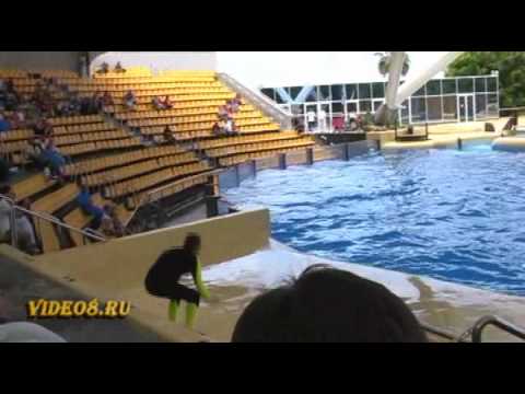 Видео: Шоу косаток - orca ocean show, loro parque, killer whales
