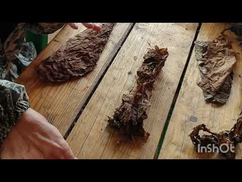 Видео: Как скрутить сигару . Полный обзор.