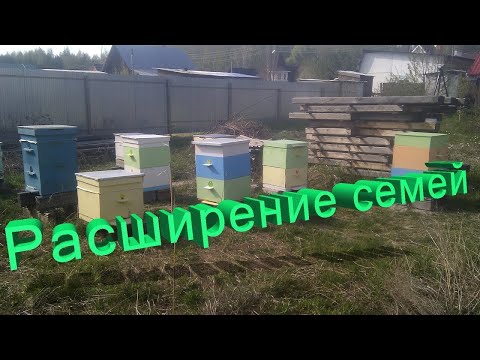 Видео: Профессор Кашковский про расширение семей