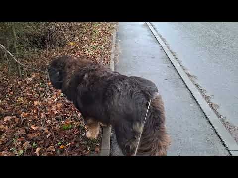 Видео: Информация для заказчиков семян