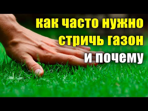 Видео: Как часто нужно стричь газон и почему, когда, зачем? Уход за газоном, сколько раз в неделю.