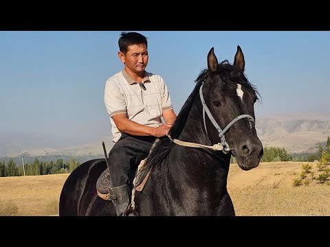 Видео: ЖҮЗГӨ ЖҮЗ ЖАРАЙТ ⚫️АКТИЛЕК АКЕНИН АТТАРЫ🔥3 сентября 2025 г.