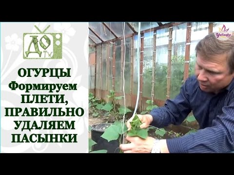 Видео: ОГУРЦЫ (ЧАСТЬ-2) Как ПРАВИЛЬНО УДАЛИТЬ пасынки, сформировать плети и добиться БОЛЬШИХ УРОЖАЕВ