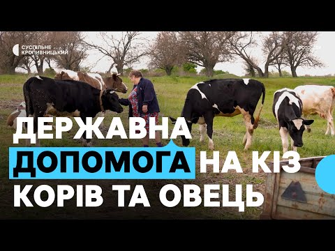 Видео: Держпрограма для власників корів, кіз та овець: що це та як отримати на Кіровоградщині