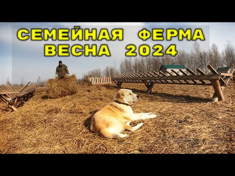 Видео: СЕМЕЙНАЯ ФЕРМА, ВЕСНА 2024