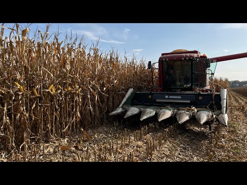 Видео: LG3607🌽🌽🌽 ЗДЕСЬ ТОЧНО 20🔥🔥🔥 КХ КАЛЫШЕВ КОСОЗЕН!!!