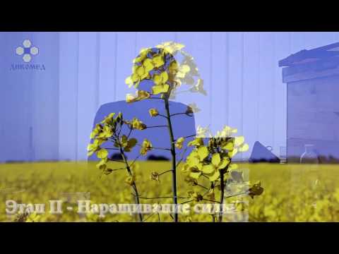 Видео: Основы пчеловодства. Урок 2: этапы работы пчеловода.