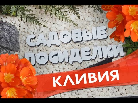 Видео: Кливия - секреты ухода и выращивания в домашних условиях. Проверенный способ для цветения кливии.