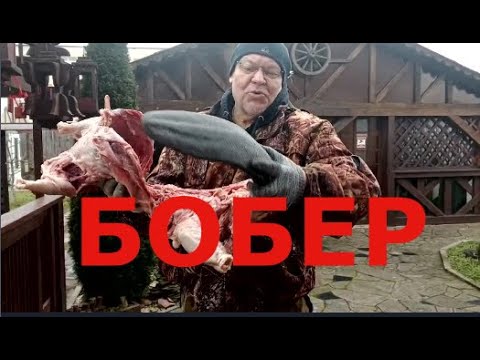 Видео: Откройте для себя МЯСО БОБРА