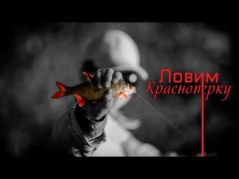 Видео: Ловим Жирную КРАСНОПЕРКУ! Рыбалка с ночевкой!