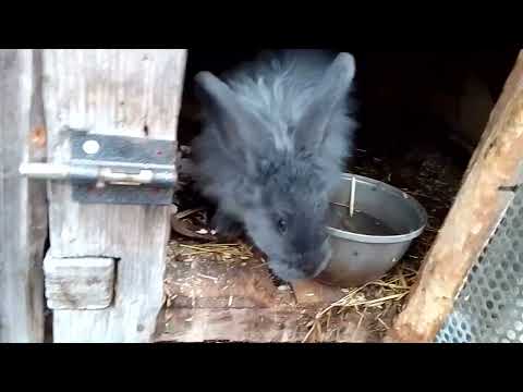 Видео: Изменения в хозяйстве 😱😱😱