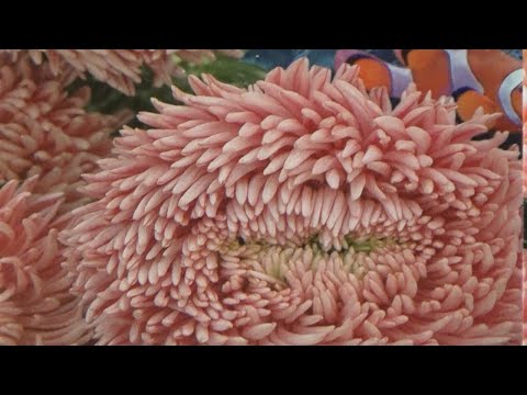 Видео: Самые красивые астры  Обзор сортов
