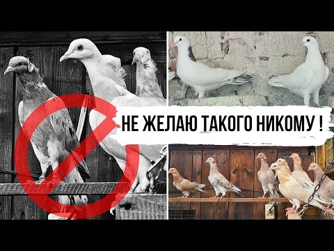 Видео: Всё очень плохо! Бакинские мраморные голуби | Молодые по мраморношеему | Baku high-flying pigeons