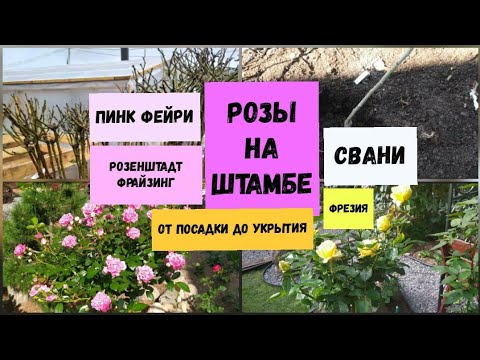 Видео: Розы на штамбе.От посадки до укрытия.Пинк Фейри, Фрезия, Розенштадт Фрайзинг, Свани.