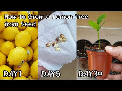 Видео: Как вырастить лимонное дерево из семян