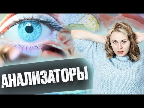 Видео: Анализаторы | Летний курс | БиоФАК 2022