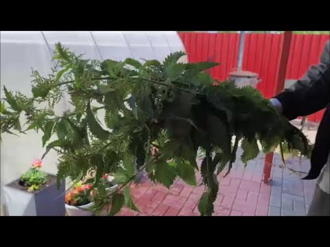 Видео: Крапивой Вике по попке!!!