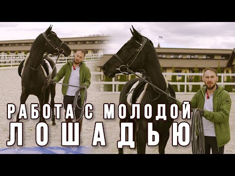 Видео: Работа с молодой лошадью.