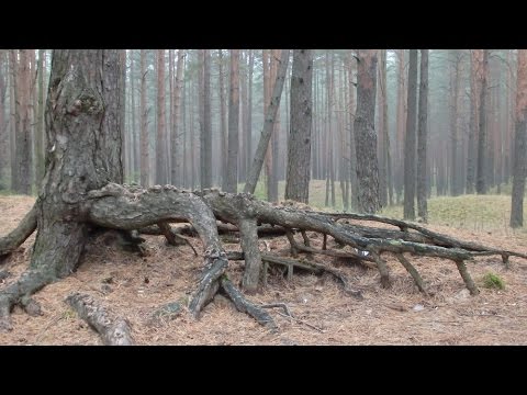 Видео: воскресный влог - 1 - иманта, кладбище, туман