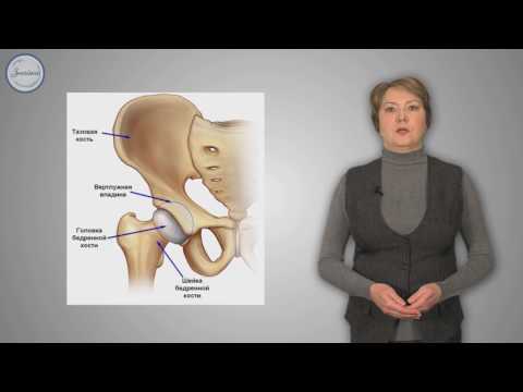 Видео: Биология 8 класс. Скелет конечностей