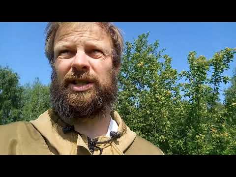 Видео: Клён Татарский. Полезное растение для пчёл.