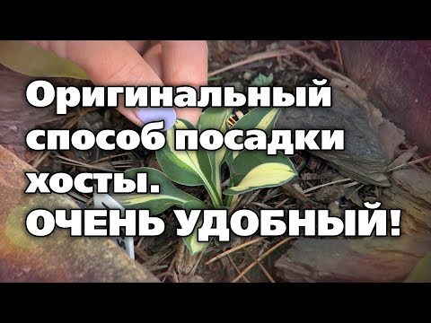 Видео: САМЫЕ МАЛЕНЬКИЕ ХОСТЫ. Способ посадки для удобства и красоты