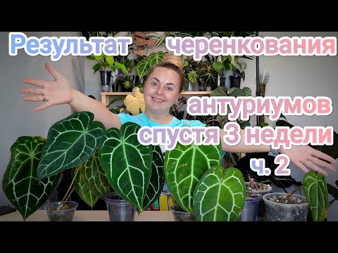 Видео: КАК АНТУРИУМЫ ПЕРЕНЕСЛИ ЧЕРЕНКОВАНИЕ?🤔Какие ошибки допустила? Что удивило? 😲