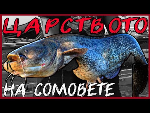 Видео: Царството на сомовете - СОМ НА ТРОЛИНГ