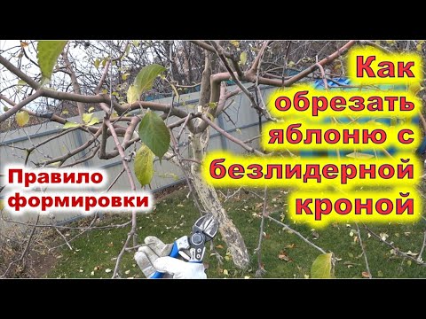 Видео: Обрезка яблони с безлидерной формировкой чашей