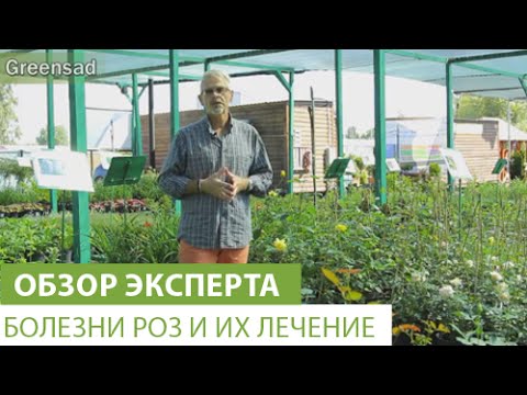 Видео: Болезни роз и их лечение