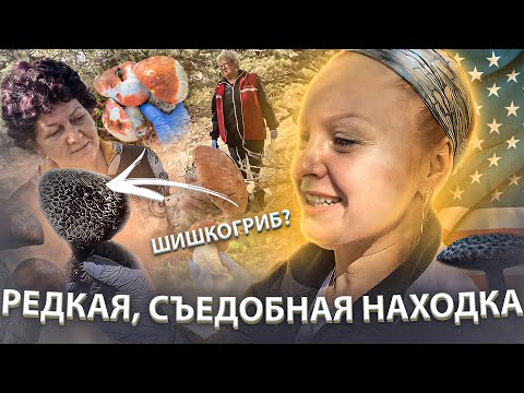 Видео: ЛЕСНЫЕ ГРИБЫ В США / ЧЕРНЫЙ ГРИБ / СБОР ГРИБОВ НА КЕЙП КОДЕ #грибы #подосиновики #лесныегрибы