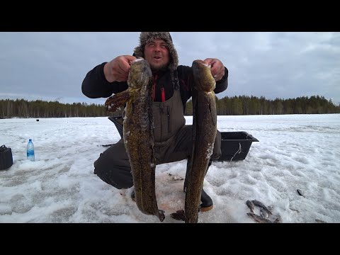 Видео: МЫ НАШЛИ ЕГО В ТУНДЕ, НА БОЛОТЕ! САМАЯ ЛУЧШАЯ РЫБАЛКА СЕЗОНА \ КРУПНЫЙ НАЛИМ И ЩУКА НА ЖЕРЛИЦЫ 2023!
