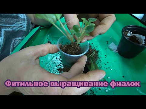 Видео: Выращивание фиалок методом фитильного полива