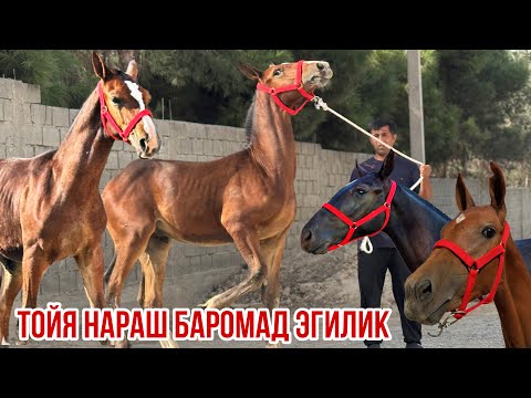Видео: 15 сентября 2025 г.