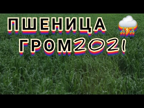 Видео: Пшеница  ГРОМ ⛈⛈ ВЫЖИЛ!А ГОВОРИЛИ ДИСКУЙ...