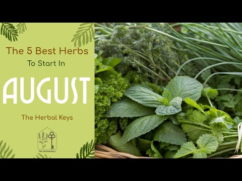 Видео: 🌿 Пять лучших трав для посадки в августе для процветающего осеннего сада!
