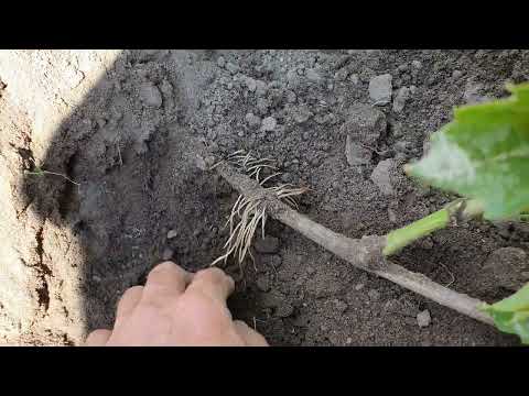 Видео: Размножение винограда отводком ,сорт Гурзуфский розовый
