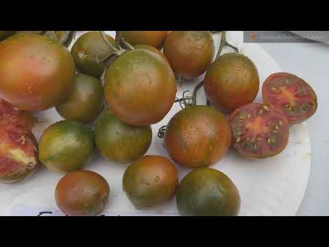 Видео: Для любителей томатов черри