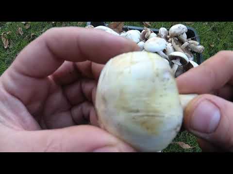 Видео: Ядовитый шамьпиньон/Шампиньон рыжеющий/Печерица желтокожая