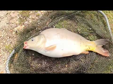 Видео: Рыбалка, Ставропольский край (КМВ). Колхозные пруды - большой пруд. Бешенный клёв на кукурузу 🤯😱