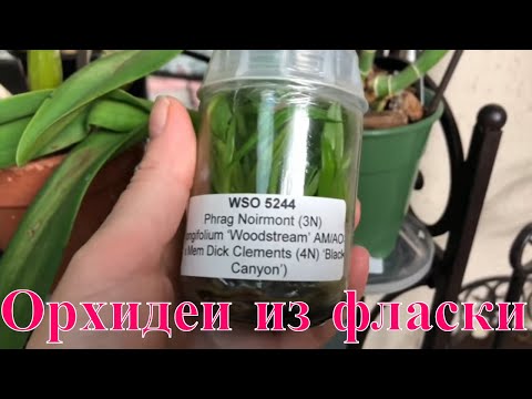 Видео: Как пересадить сеянцы орхидеи из фласки. Уход и выращивание орхидей в домашних условиях. Башмачки.